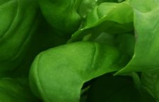 Spinach: A Superfood